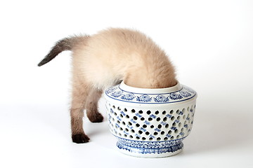 Image showing Siames kitten playing