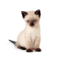 Image showing Siamese kitten 
