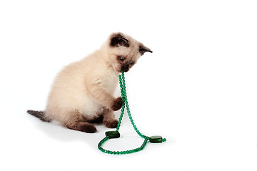 Image showing siamese kitten playing