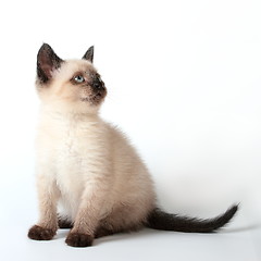 Image showing Siamese kitten