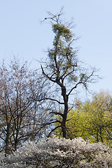 Image showing Dead tree and Turtledove on it