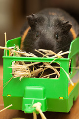 Image showing Guinea pig on hay in trailer