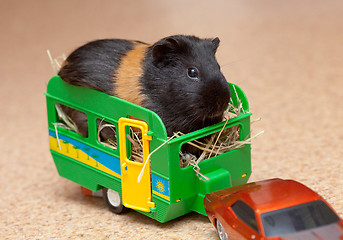 Image showing Guinea pig in trailer