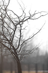 Image showing Portrait of tree after rain