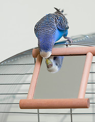 Image showing Budgie and a mirror