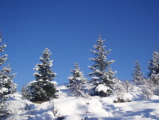 Image showing Winter scenics