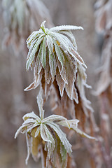 Image showing Frozen plants. Frost on leaves.