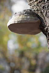 Image showing Burl on tree