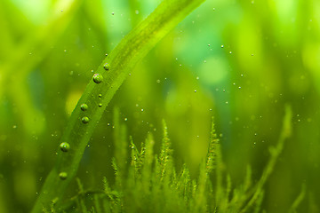 Image showing Bubbles and algae