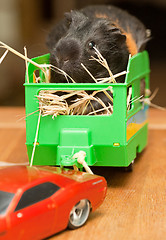 Image showing Guinea pig in trailer