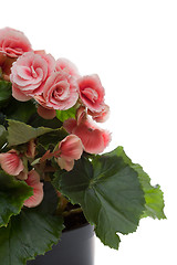 Image showing Begonia