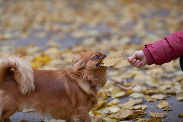 Image showing Boy plays with a pekingese by leaf
