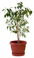 Image showing Ficus tree in flowerpot