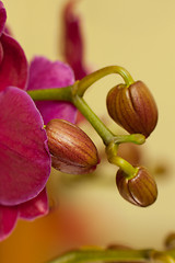 Image showing Pink phalaenopsis