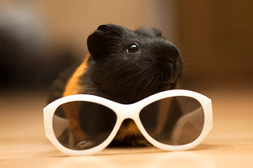 Image showing Guinea pig with glasses