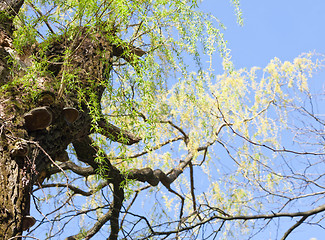 Image showing Willow with fresh spring leaves