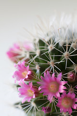 Image showing Cactus flowers