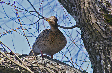 Image showing Mallard in a tree