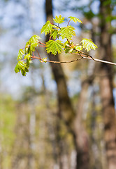 Image showing Fresh spring leaves