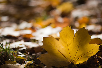 Image showing Leaf of maple