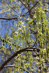 Image showing Birch tree in spring