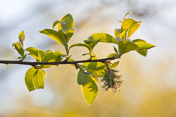 Image showing Fresh spring leaves and willow catkin