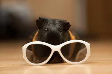 Image showing Guinea pig with glasses