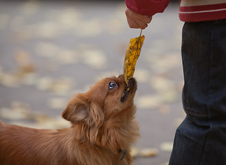 Image showing Teasing a pet
