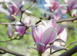 Image showing Magnolia flowers