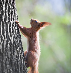 Image showing Orange squirrel