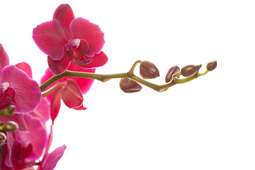 Image showing Pink phalaenopsis