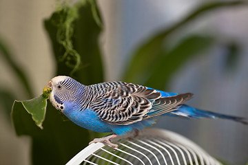 Image showing Budgerigar eating