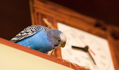 Image showing Budgerigar next to the clock