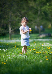 Image showing Little girl exploring dandelion