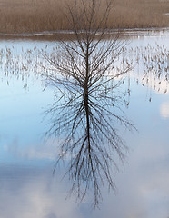 Image showing Lonely tree and its reflection