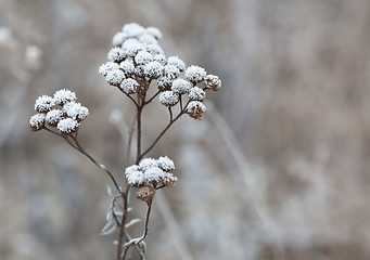 Image showing Frozen plant. Frost on flowers.