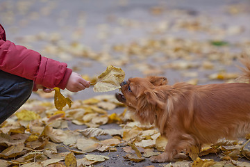 Image showing Teasing a pet