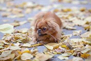 Image showing Pekingese plays with a tree branch