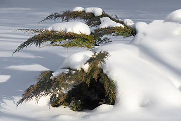 Image showing White cedar branches in snow