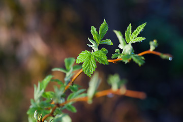 Image showing Fresh spring leaves