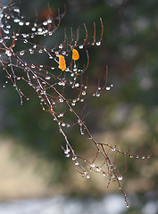 Image showing Sparkling droplets on branch