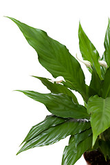 Image showing Spathiphyllum