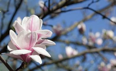 Image showing Magnolia flower