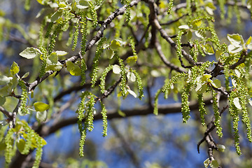 Image showing Birch tree blooming in spring