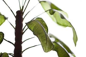 Image showing Dieffenbachia