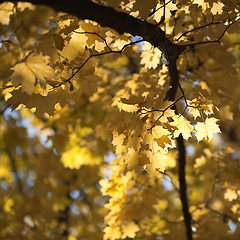 Image showing Golden Autumn