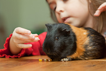 Image showing Girl and guinea pig