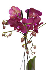 Image showing Pink phalaenopsis