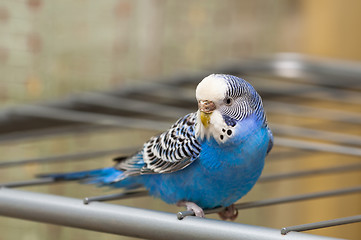 Image showing Blue budgie