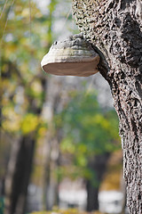 Image showing Burl on tree trunk